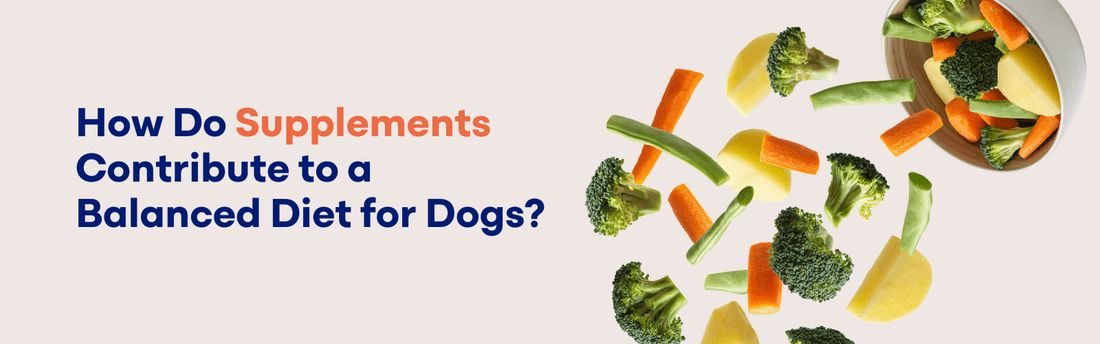 The Role of Supplements in a Balanced Diet for Dogs