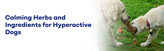 Calming Herbs and Ingredients for Hyperactive Dogs