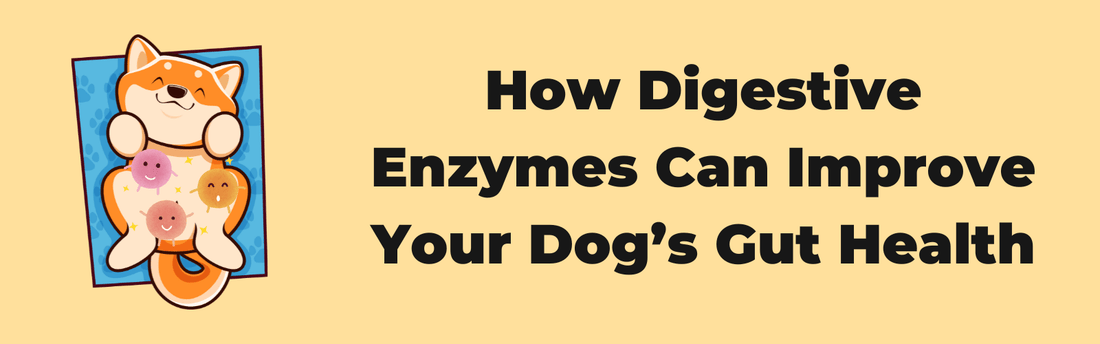 How Digestive Enzymes Can Improve Your Dog’s Gut Health