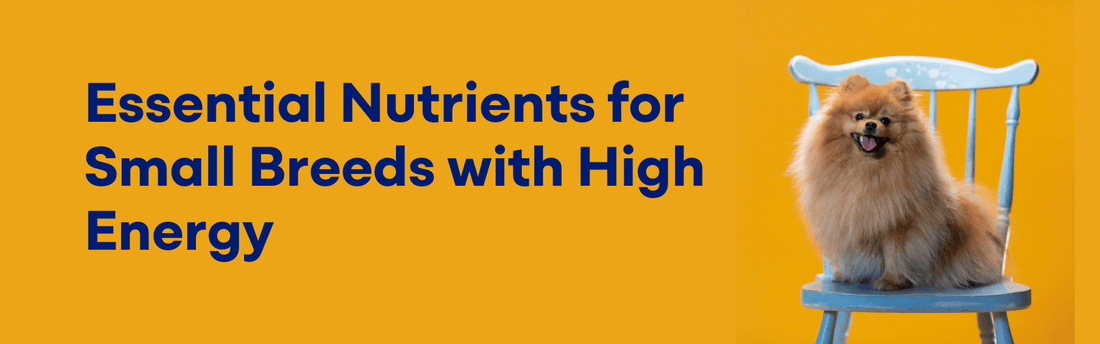 Essential Nutrients for Small Breeds