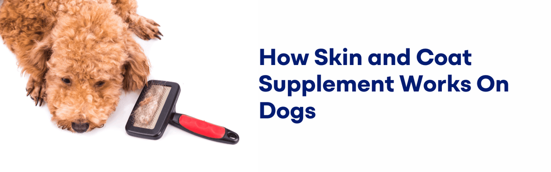 How Skin and Coat Supplement Works On Dogs