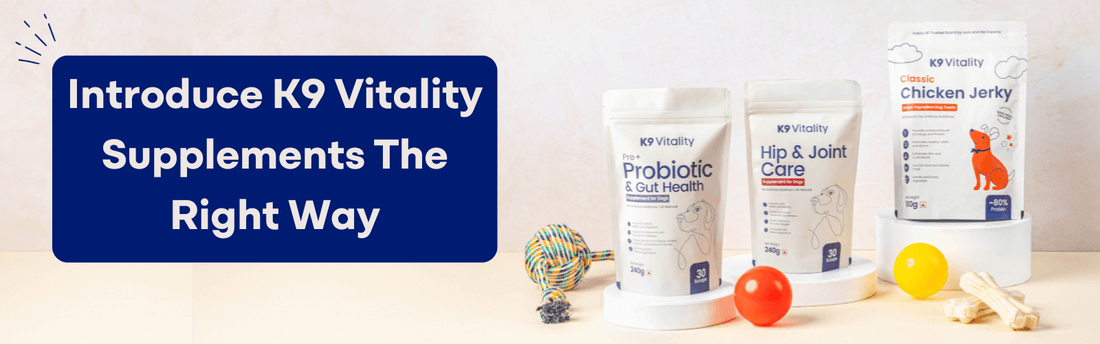 How to Safely Introduce K9 Vitality Supplements to Your Dog’s Diet