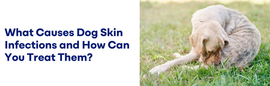 Causes Dog Skin Infections