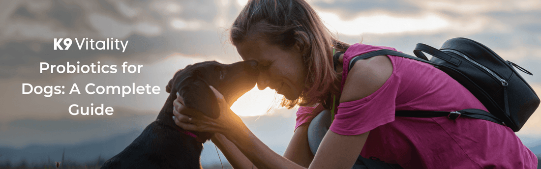 guide to probiotics for dogs