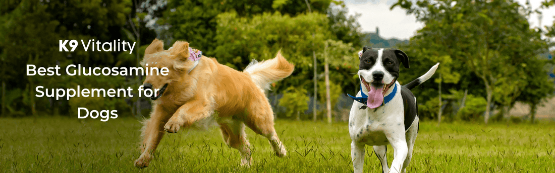 Best Glucosamine Supplement for Dogs