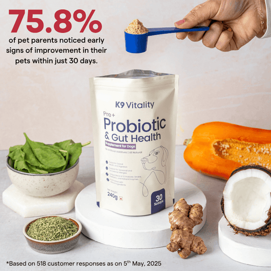 Pre + Probiotics & Gut Health For Dogs