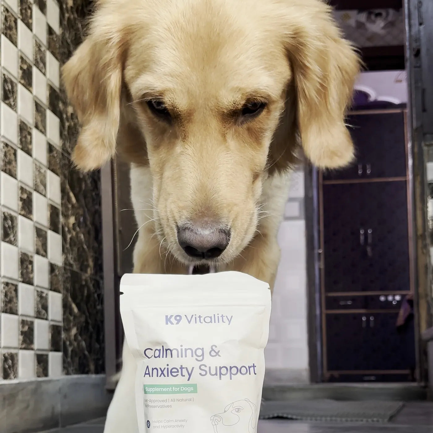 A dog looking at the Calming & Anxiety Support pack