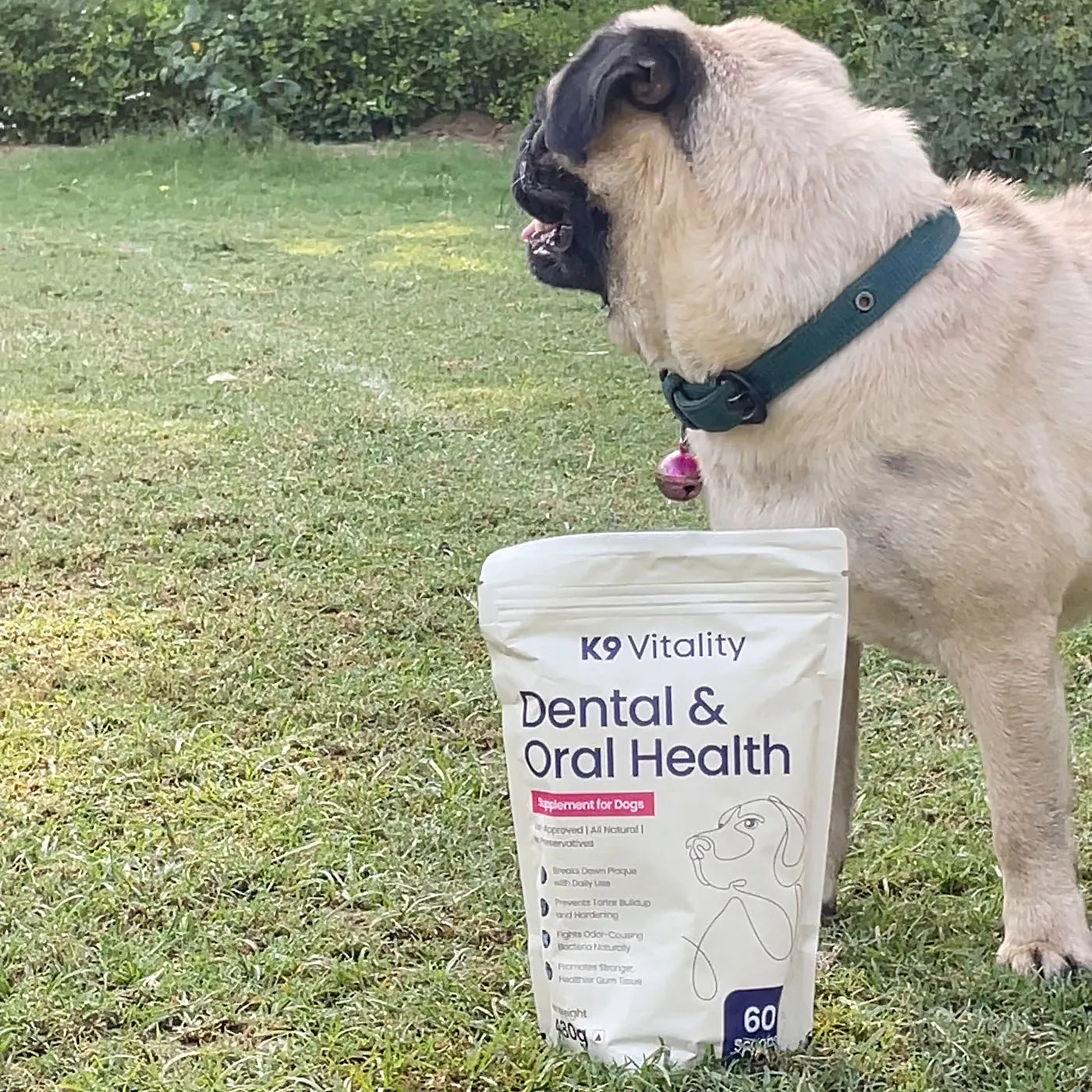 A pug beside the Dental & Oral Health pack on the lawn