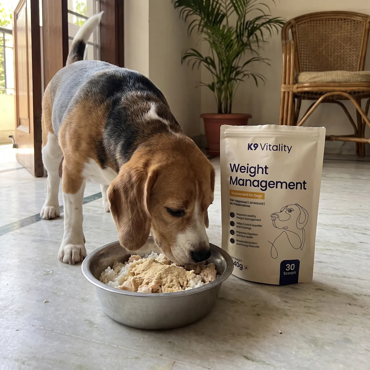 A Beagle eating rice and chicken beside the Weight Management pack