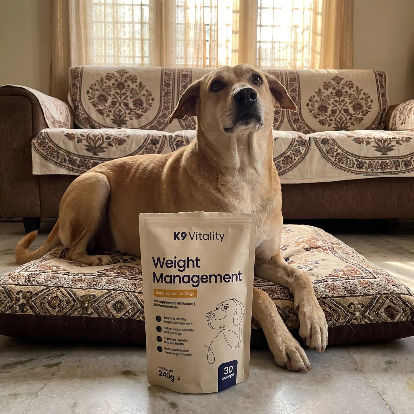 An Indie dog on a floor cushion by the sofa, with the Weight Management pack in front