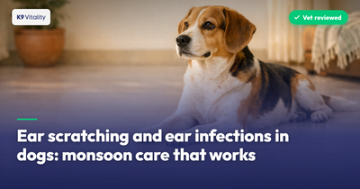 Ear scratching and ear infections in dogs: monsoon care that works