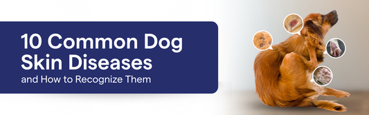 10 Common Dog Skin Diseases