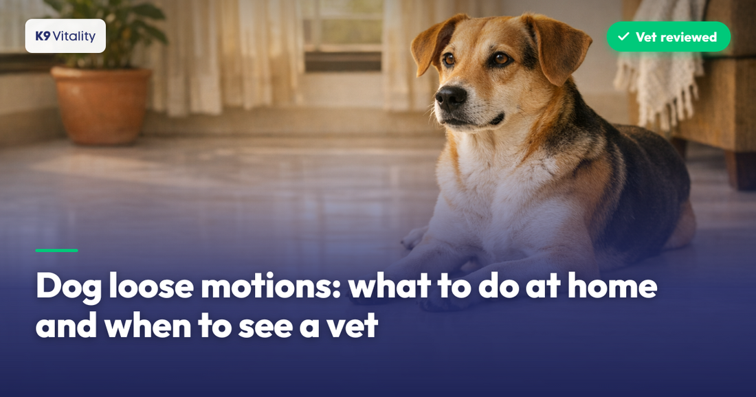 Dog loose motions: what to do at home and when to see a vet