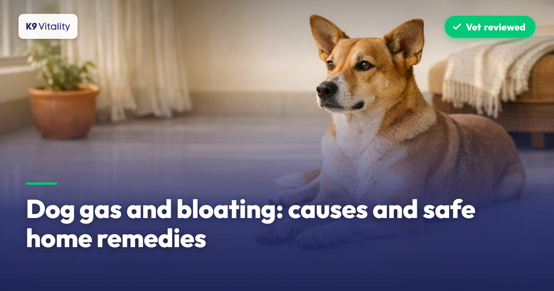 Gas and Bloating in Dogs: Causes and Safe Home Remedies