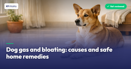 Gas and Bloating in Dogs: Causes and Safe Home Remedies