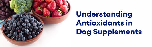 Understanding Antioxidants in Dog Supplements