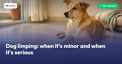 Dog limping: when it's minor and when it's serious