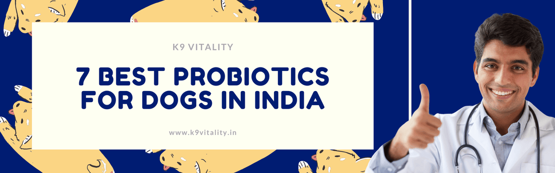 7 Best Probiotics for Dogs in India