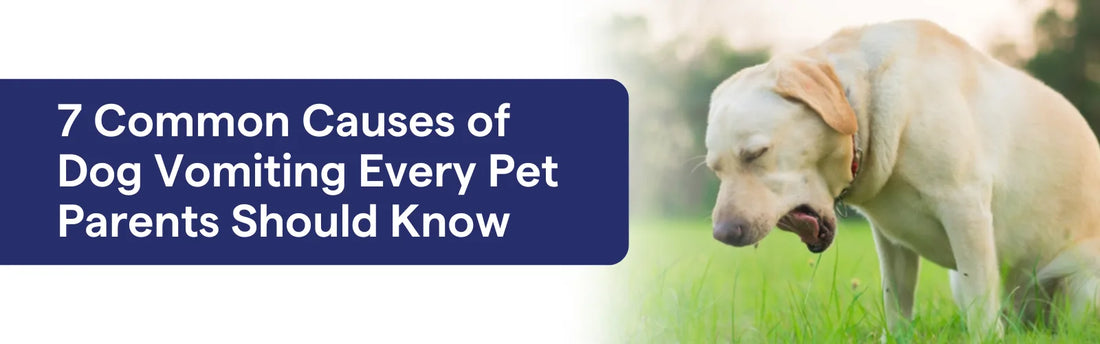 Common Causes of Dog Vomiting