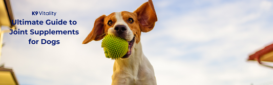 Ultimate Guide to Joint Supplements for Dogs