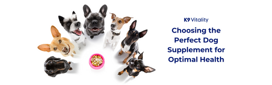 Choosing the Perfect Dog Supplement for Optimal Health