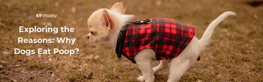 Why Dogs Eat Poop? Exploring the Reasons! - K9 Vitality