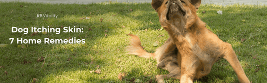 Dog Itching Skin: 7 Home Remedies