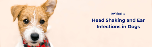 Head Shaking and Ear Infections in Dogs