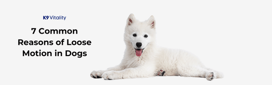 7 Common Reasons of Loose Motion in Dogs