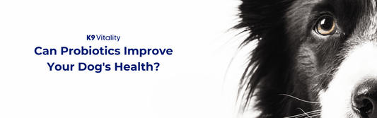 Can Probiotics Improve Your Dog's Health?