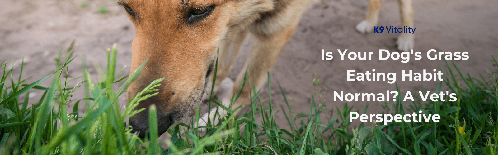 Benefits Of Eating Grass For Dogs With Skin Health Issues photo