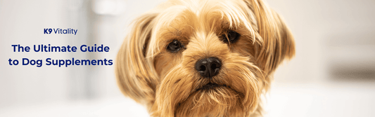 Guide to Dog Supplements