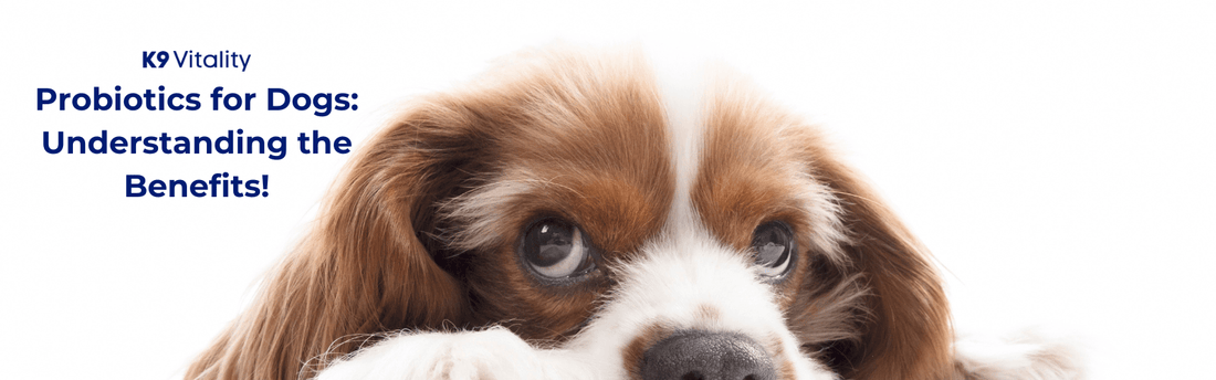 Probiotics for Dogs