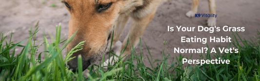 Is Your Dog's Grass Eating Habit Normal? - K9 Vitality