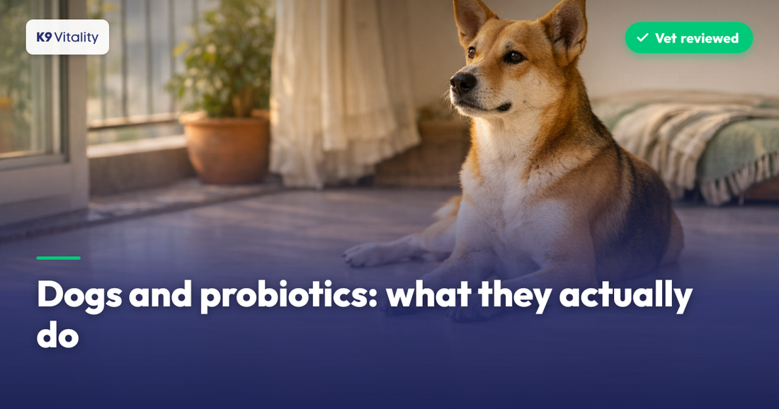Dogs and probiotics: what they actually do