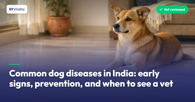 Common dog diseases in India: early signs, prevention, and when to see a vet