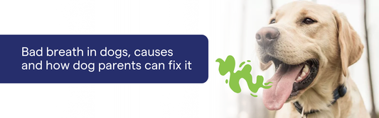 Bad Breath in Dogs