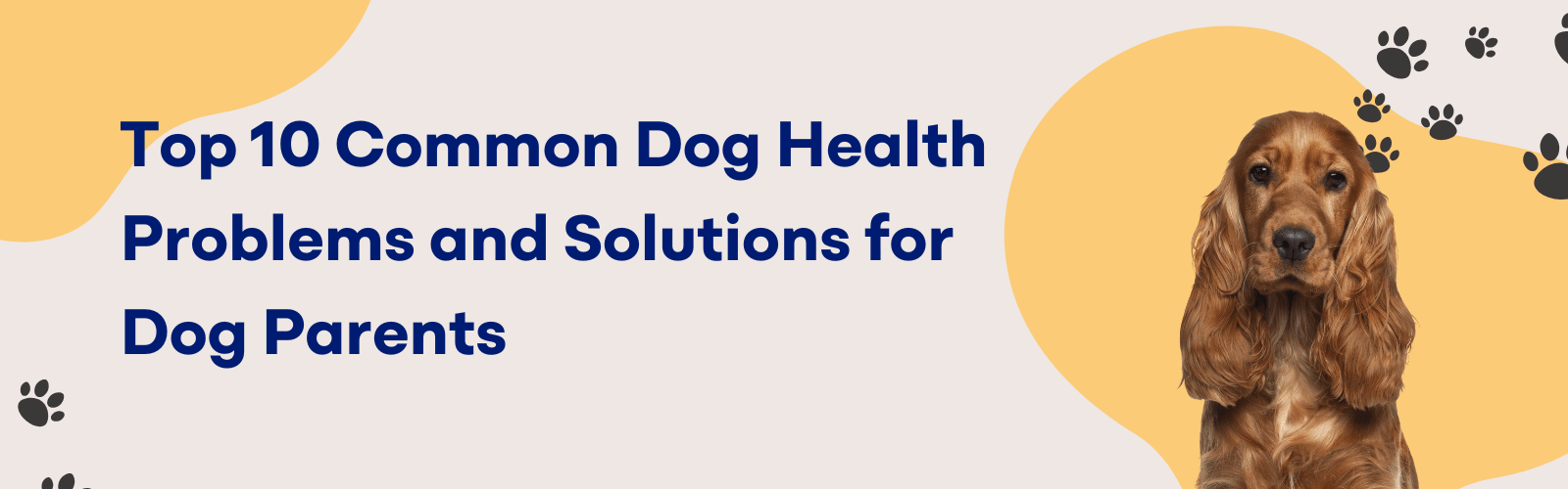 10 Common Dog Health Problems Every Pet Parent Should Know – K9 Vitality