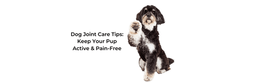 joint care tips for dogs