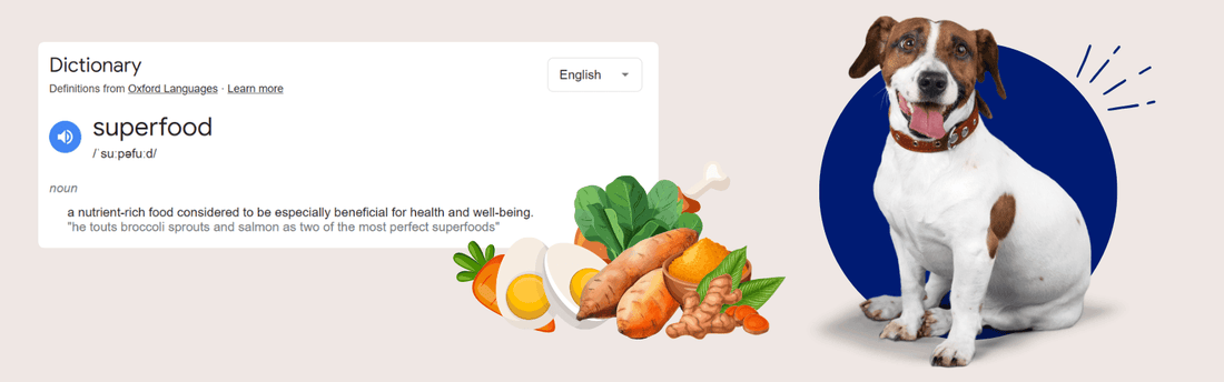 Top Foods to Boost Your Dog’s Immune System