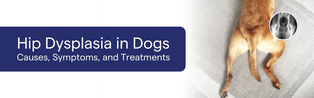 Hip Dysplasia in Dogs: Causes, Symptoms, and Treatments