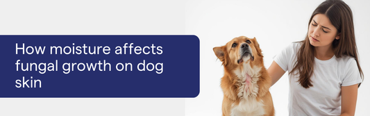 How Moisture Affects Fungal Growth on Dog Skin