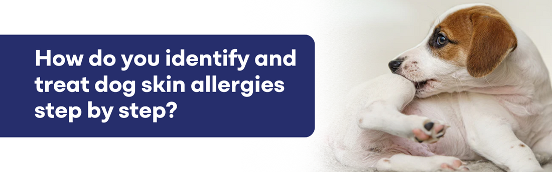 How Do You Identify and Treat Dog Skin Allergies Step by Step