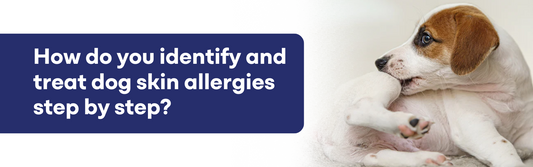 How Do You Identify and Treat Dog Skin Allergies Step by Step