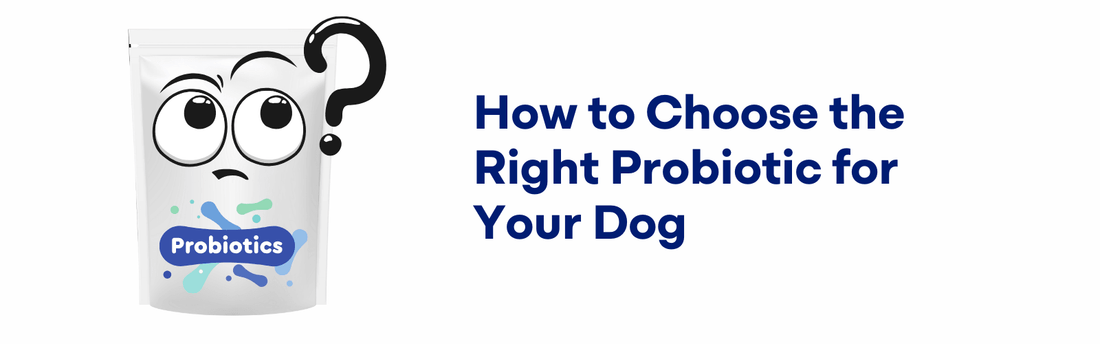 How to Choose the Right Probiotic for Your Dog