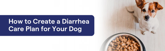 Diarrhea Care Plan for Your Dog