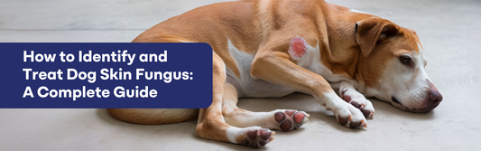 How to Identify and Treat Dog Skin Fungus: A Complete Guide