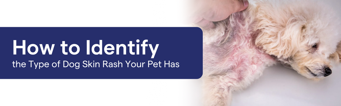 How to Identify the Type of Dog Skin Rash Your Pet Has: A Complete Guide for Pet Parents