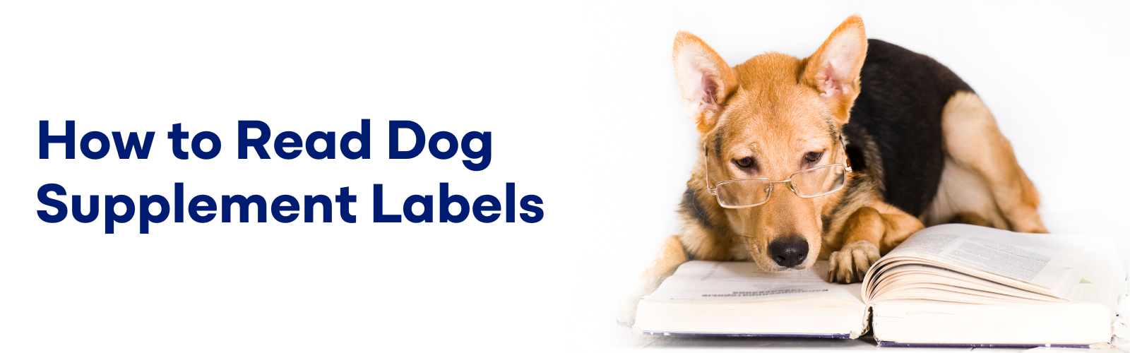 Dogs Reading Extract How to Read Dog Supplement Labels by K9 Vitality