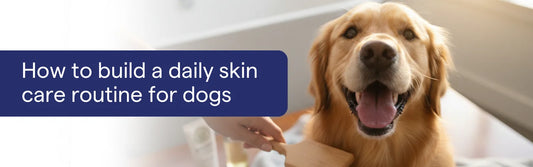 How to Build a Daily Skin Care Routine for Dogs
